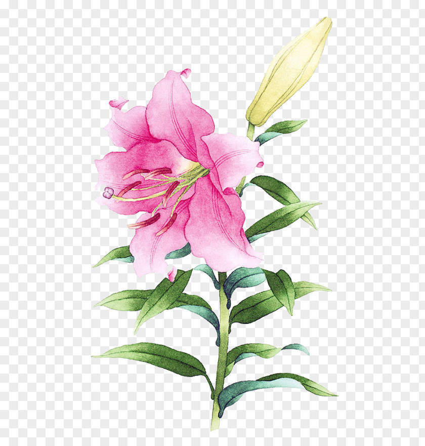 Pink Lily Picture Material Watercolor Painting Drawing Illustration PNG