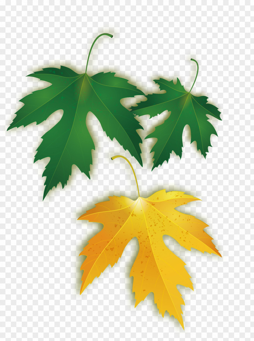 Vector Maple Leaf Picture PNG