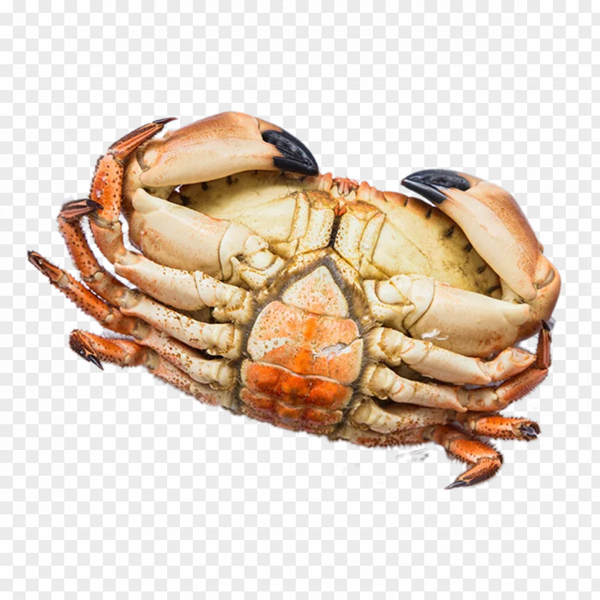 Yangcheng Lake Dungeness Crab Seafood PNG crab Seafood, Large gold clipart PNG