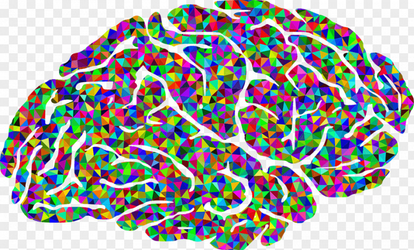 Brains Human Brain Neuroscience Color Clip Art PNG