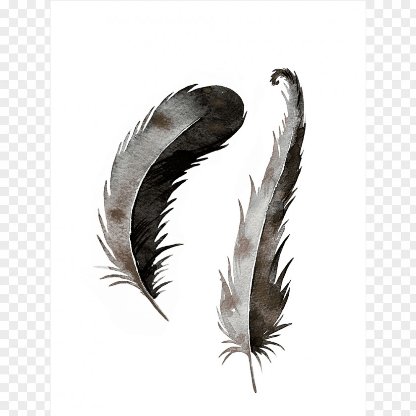 Feather Printing Color PNG