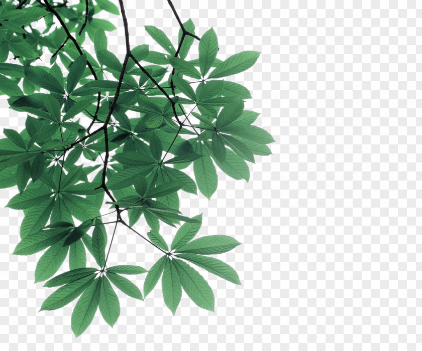 Green Leaves Tree Branches Decorative Pattern Leaf Branch Photography PNG