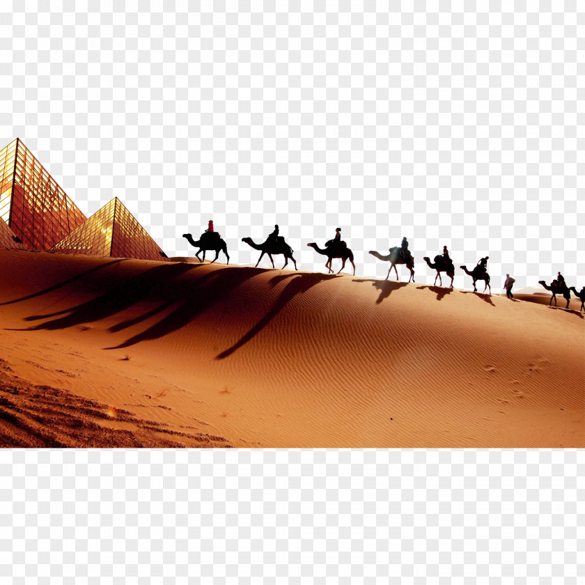 Private Day Tours In Morocco Erg DesertPyramid Desert Camel Doing Cutout Merzouga SaharaTours4x4 PNG