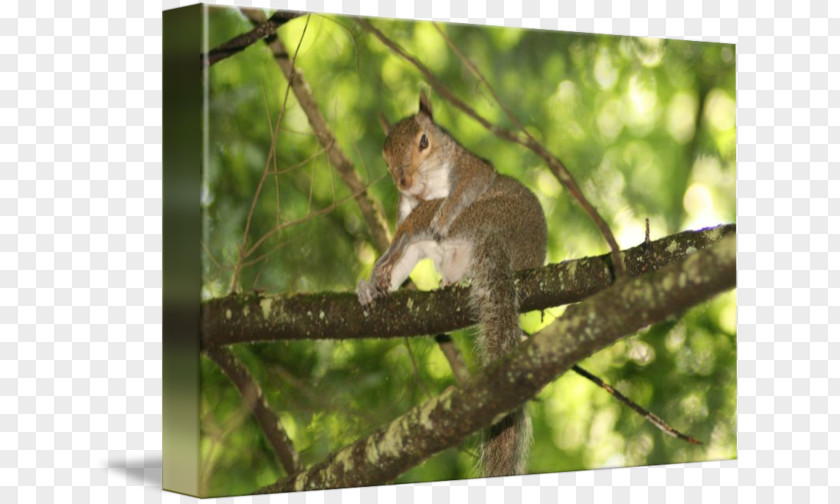 Squirrel Macaque Fauna Wildlife Tail PNG
