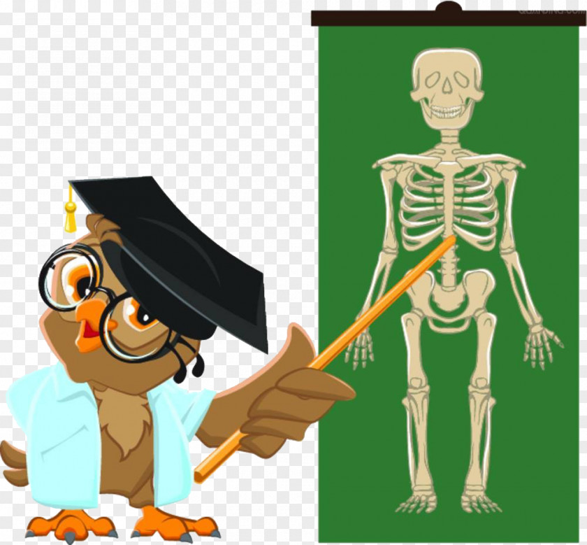 The Parrot Speaks Human Body Student Teacher Anatomy Skeleton PNG