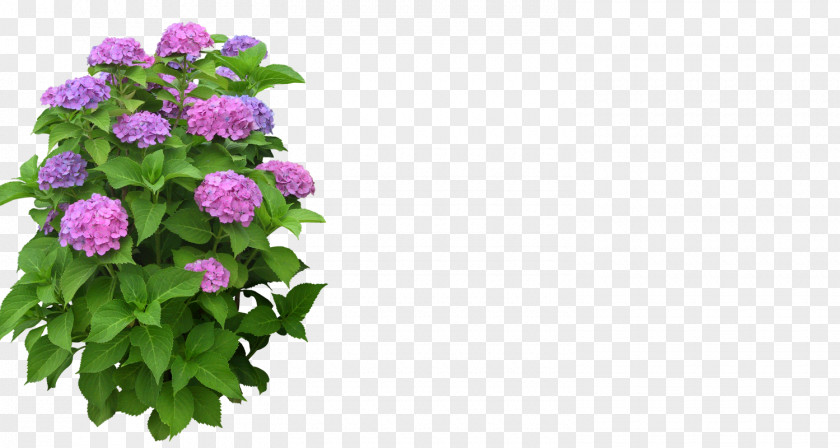 Waterflower Flowerpot Rose Plant PNG