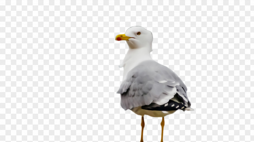 Neck Great Blackbacked Gull Bird European Herring Beak Western PNG