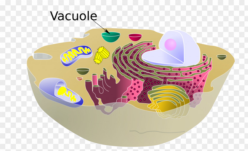 Plant Vacuole Cell Cèl·lula Animal Organelle PNG