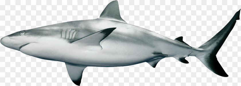 Shark Caribbean Reef Carcharhinus Amblyrhynchos Clip Art PNG