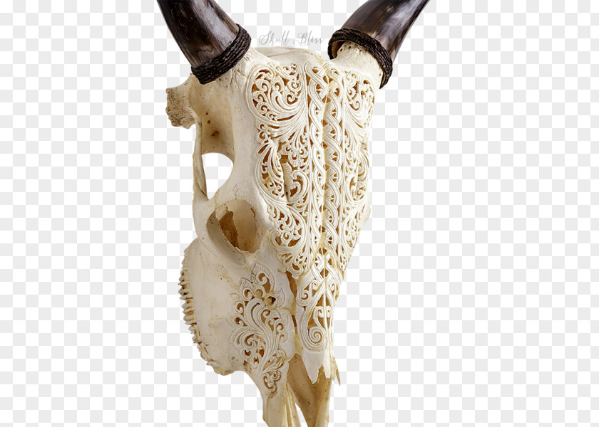 Skull Animal Skulls Horn Head Cattle PNG