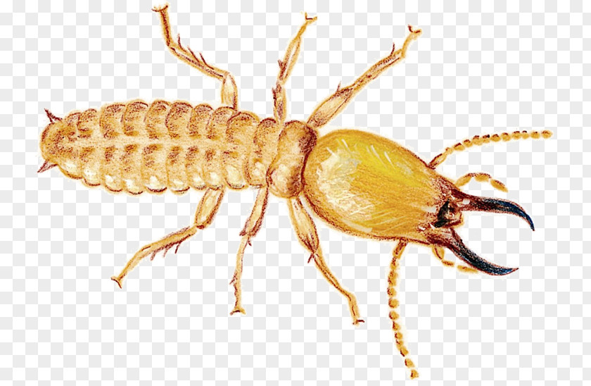 WOODEN FLOOR Mosquito Cockroach Termite Insect Rodent PNG