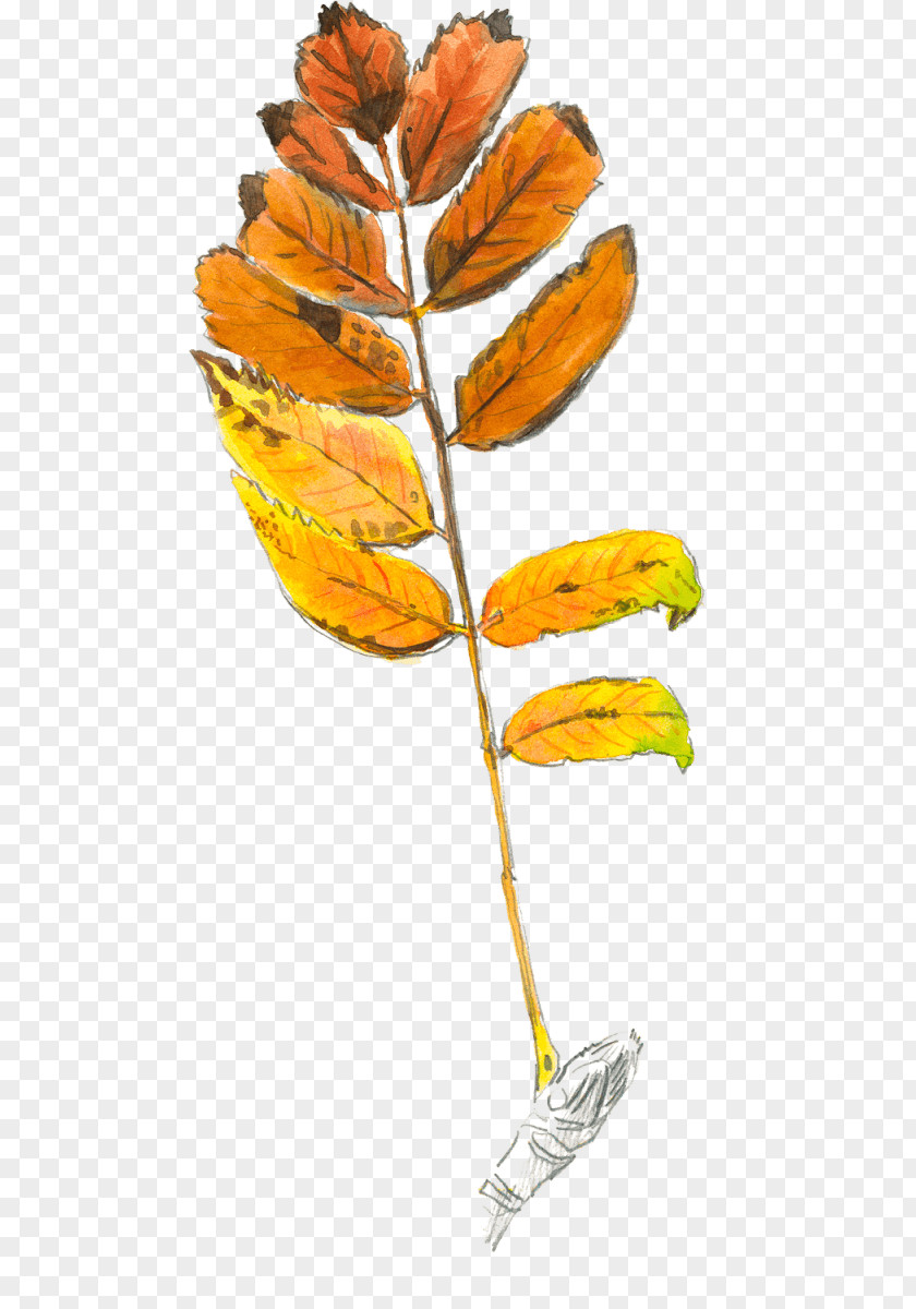 Baies De Sorbier Leaf Rowan Plant Stem Tree Loir PNG