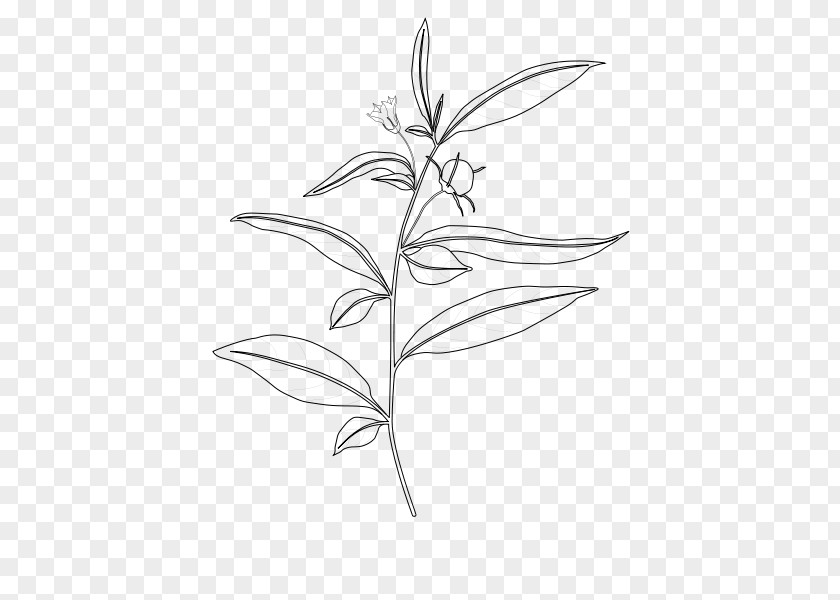 Branchiostoma Lanceolatum Capsicum Baccatum Plant Stem Nightshade PNG