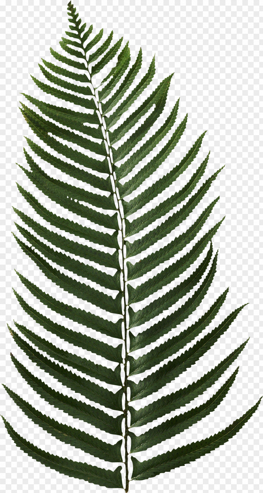 Date Palm PNG