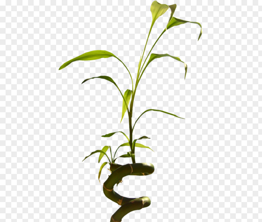 Flowerpot Microsoft Word February 9 Plant Stem PNG