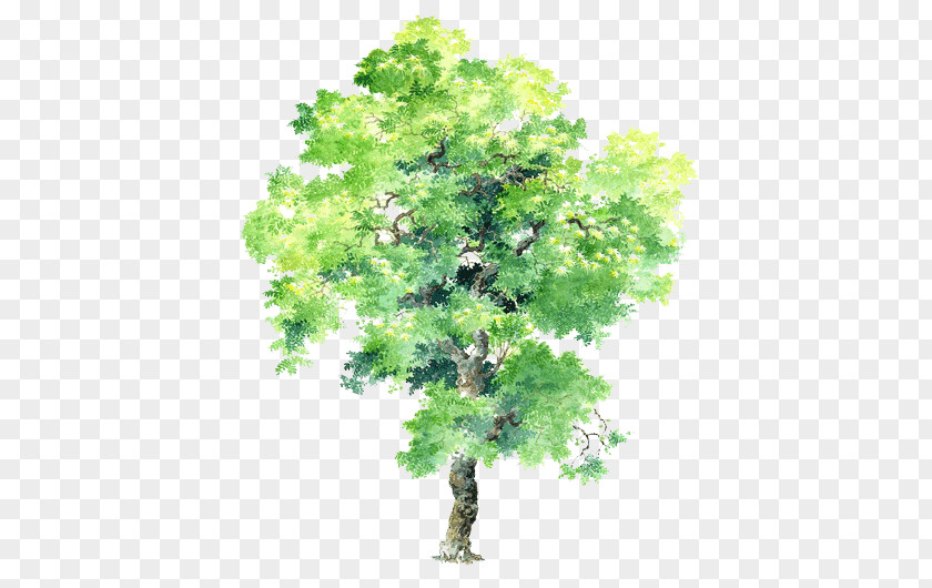 Hand-painted Trees PNG trees clipart PNG