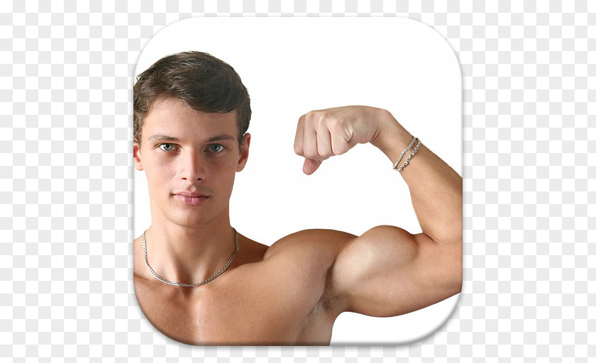 Muscle Biceps Augšdelms Human Body Sarcoplasm PNG