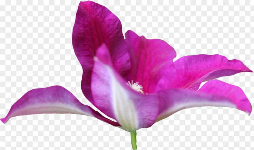 Pink 8 March Iris Family Irises M Close-up Petal PNG