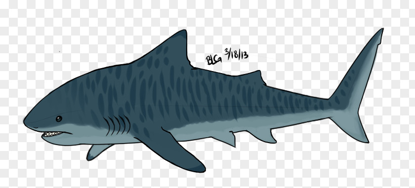 Shark Tiger Drawing Cartoon PNG