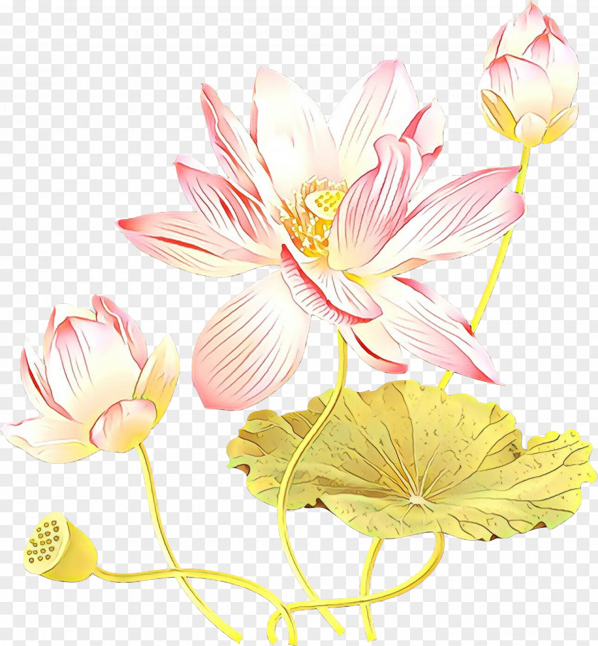 Floral Design Cut Flowers Plant Stem Flowering PNG