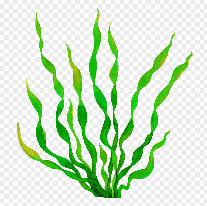 Green Plant Leaf Chlorophyta Grass PNG