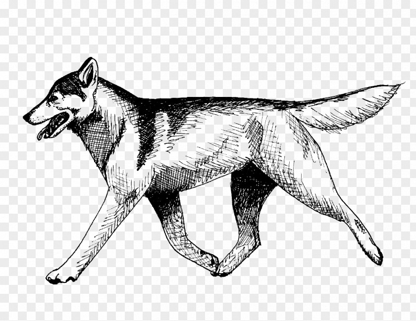 Husky SiBERIAN Czechoslovakian Wolfdog Saarloos Seppala Siberian Sleddog Dog Breed PNG