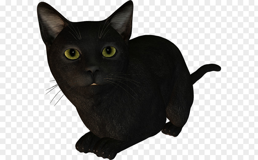 Kitten Bombay Cat Korat Havana Brown Burmese American Shorthair PNG