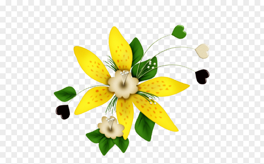Amaryllis Family Narcissus Flower Yellow Petal Plant Flowering PNG