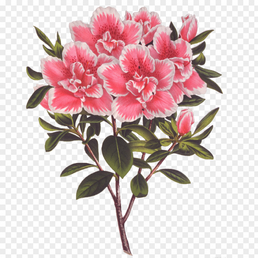 Flower Bouquet Azalea PNG