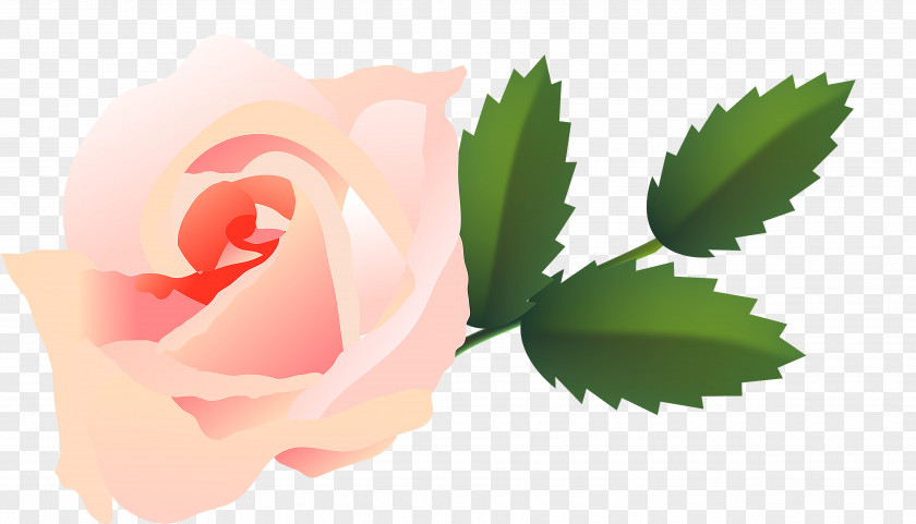 Garden Roses Cabbage Rose Desktop Wallpaper Petal Pink M PNG