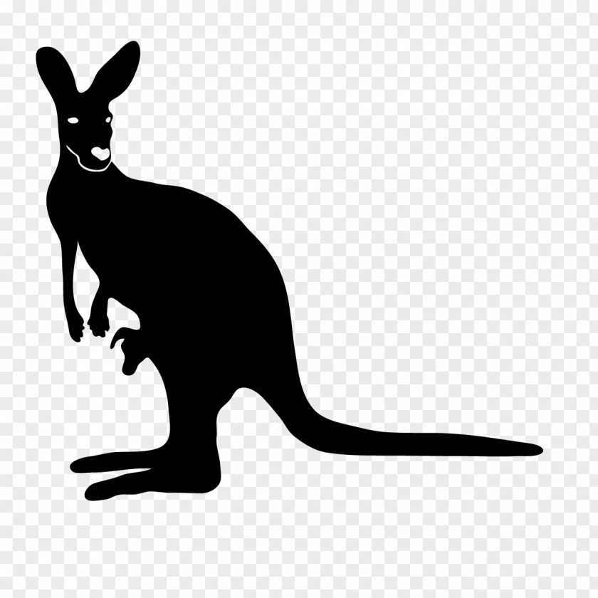 Kangaroo Whiskers Australia Mammal PNG