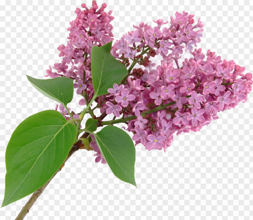 Lilac Syzygium Aromaticum Purple Flower PNG