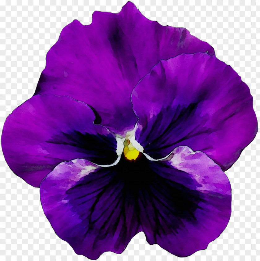 Pansy Flower Violet Vase PNG