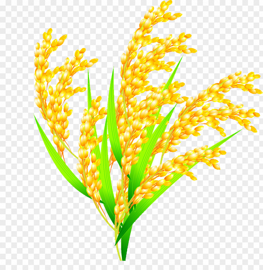 Rice Euclidean Vector Oryza Sativa PNG