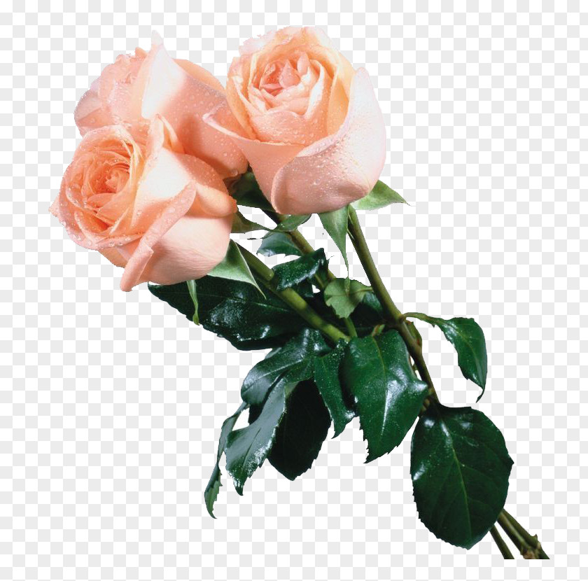 Three Pink Roses Champagne Flower Garden PNG