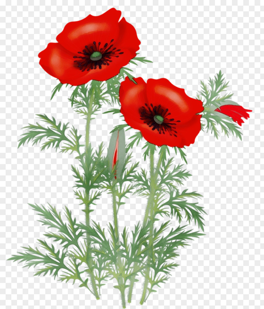 Flower Red Oriental Poppy Plant Coquelicot PNG