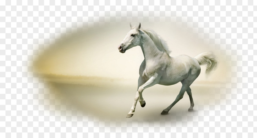 Horse Desktop Wallpaper Stock Photography PNG
