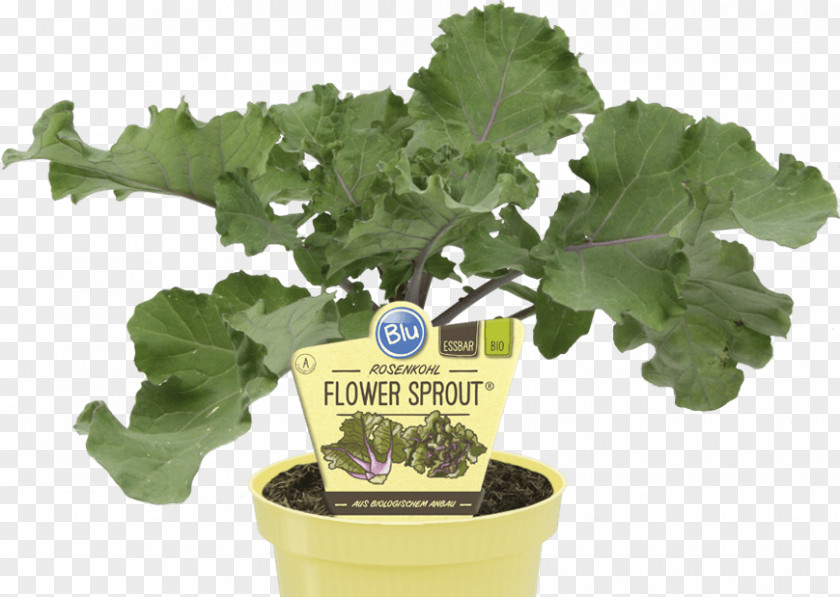 Kale Spring Greens Brussels Sprout Vegetable Sprouting PNG