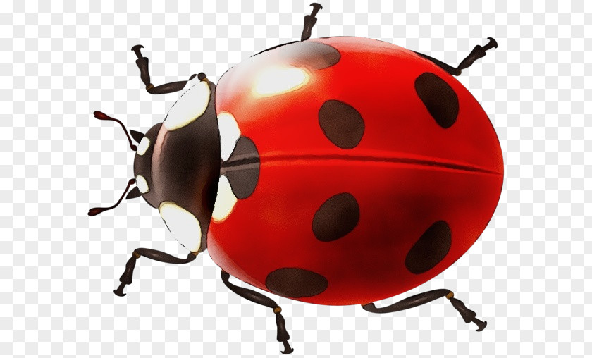 Ladybird Beetle Clip Art Image Transparency PNG