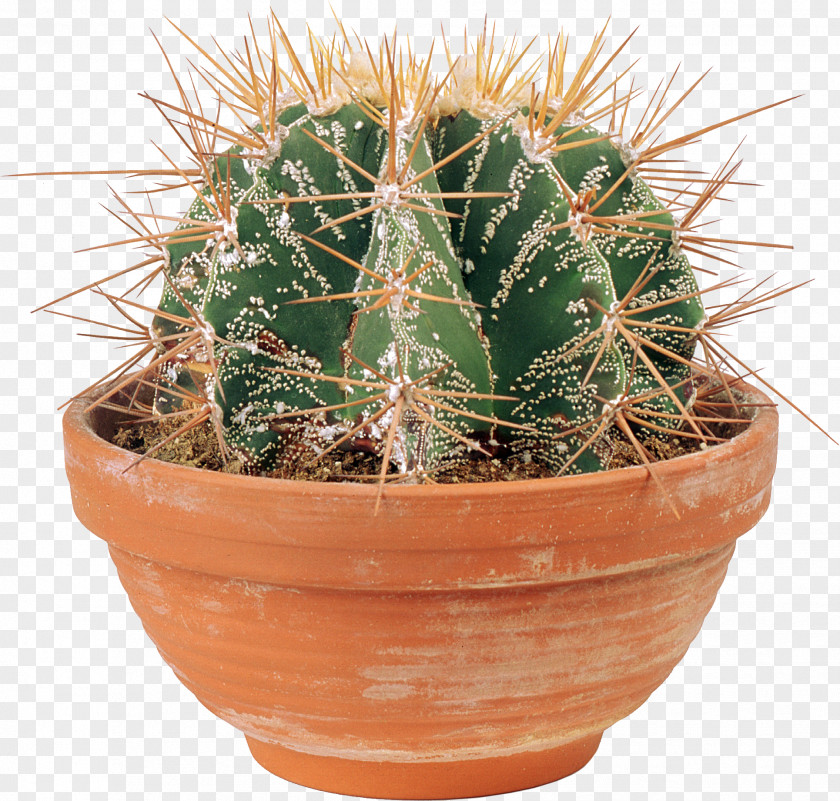 Cactus Cactaceae Flowering Plant PNG