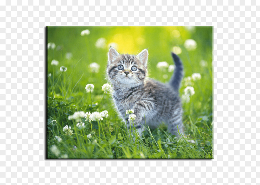 Cat Desktop Wallpaper Kitten Concinnity PNG