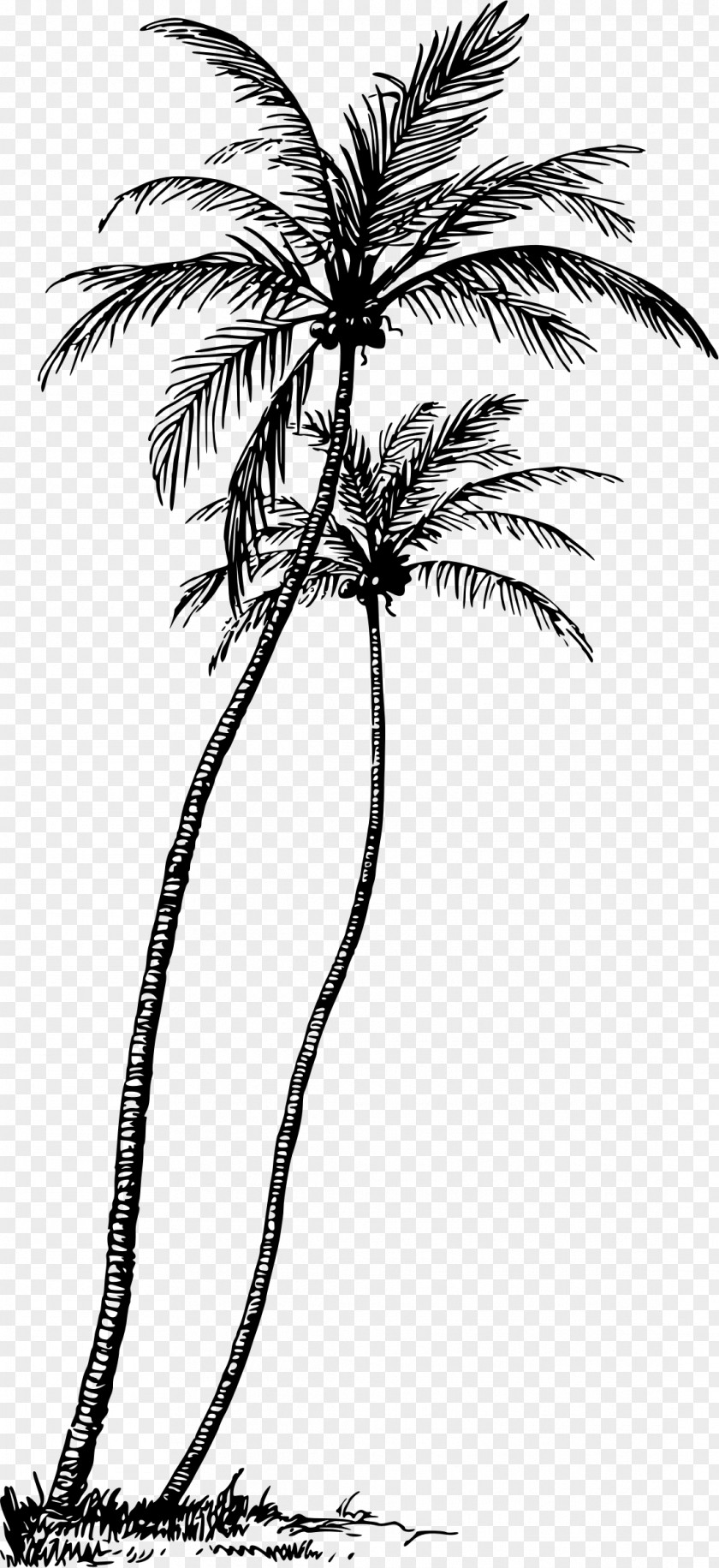 Coconut Arecaceae Tree Plant Clip Art PNG