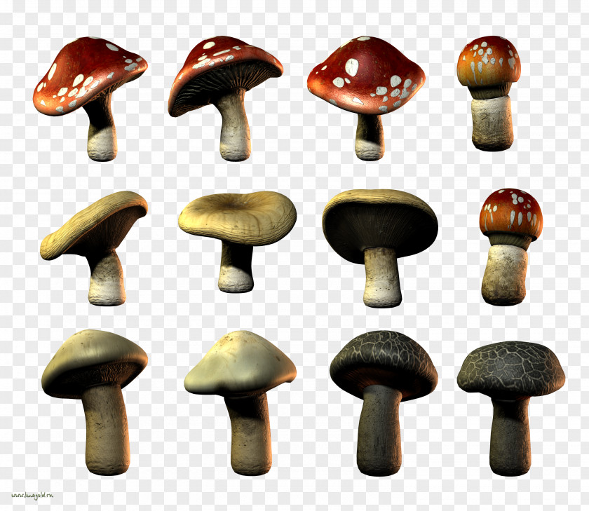 Design Edible Mushroom PNG