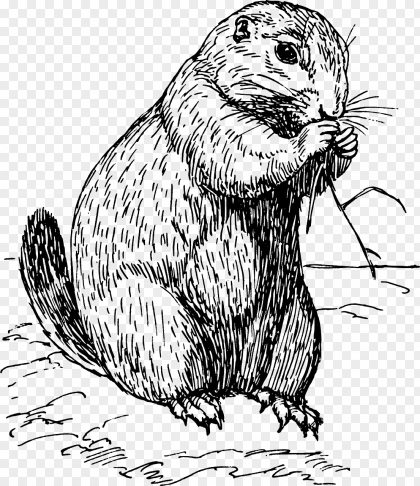 Dog Black-tailed Prairie Rodent White-tailed Clip Art PNG