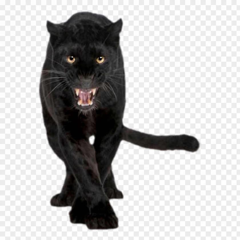 Leopard Black Panther Stock Photography Royalty-free Felidae PNG