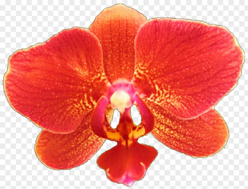 Red Orchids Moth Clip Art Image PNG