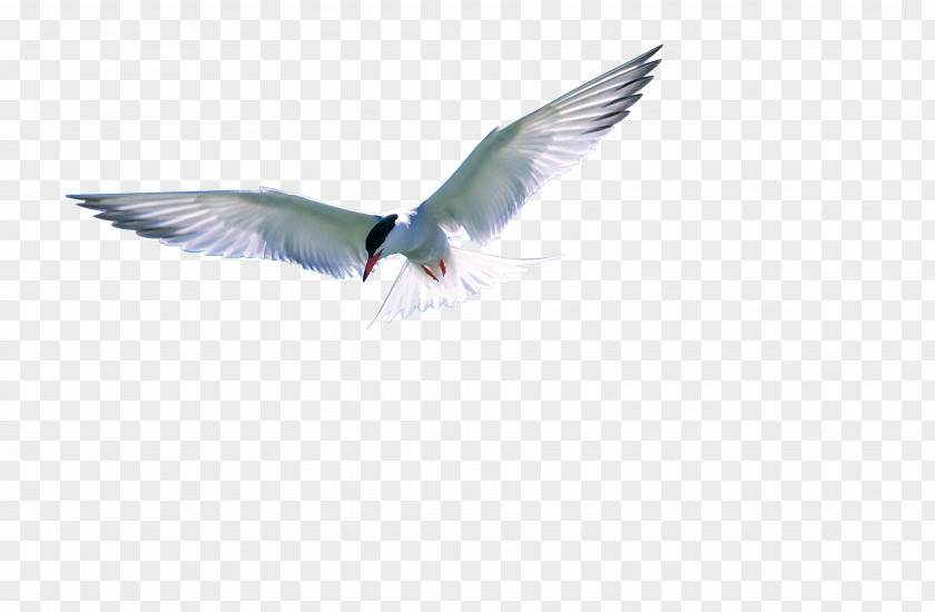 Bird Seabird Flight Arctic Fox Crab PNG