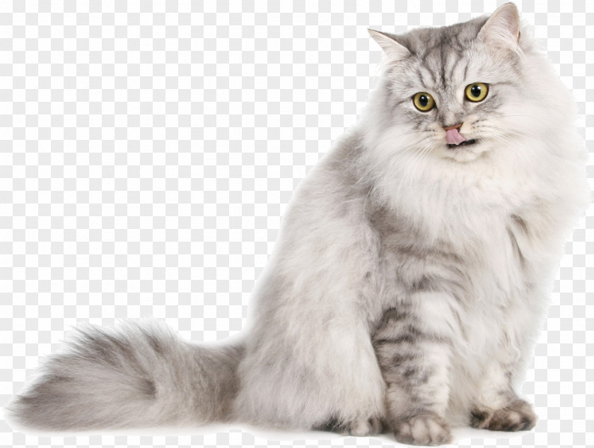 Cat Transparent Background Siberian Persian Ragdoll Norwegian Forest Burmese PNG