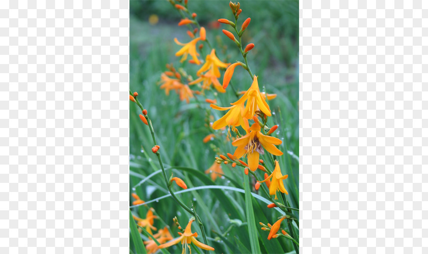 Dwarf Lilyturf Montbretia Wildflower Plant Stem Coppertips PNG