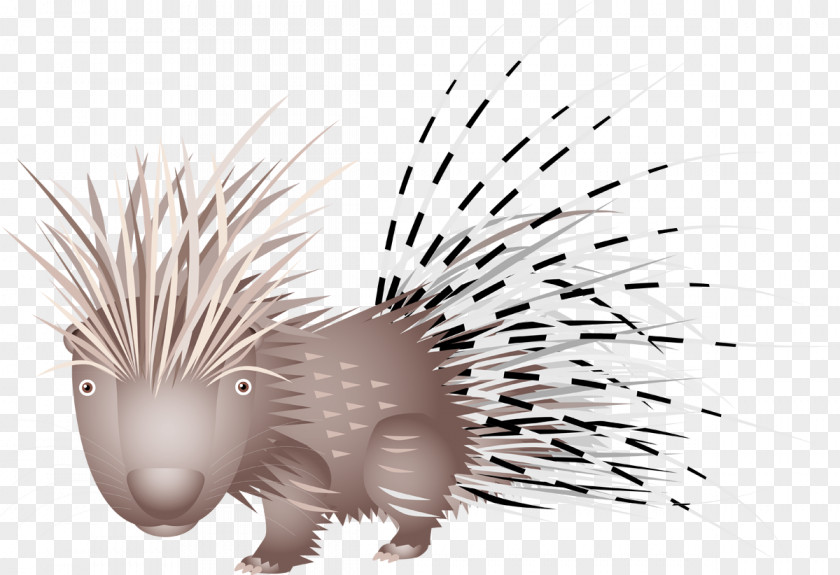 Porcupine Domesticated Hedgehog Disease Dog PNG